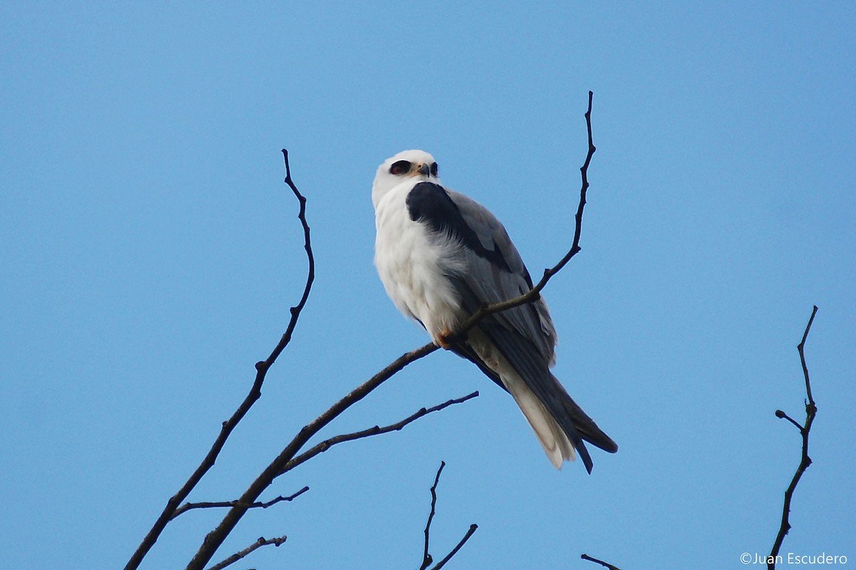 White-tailed Kite - ML257827791