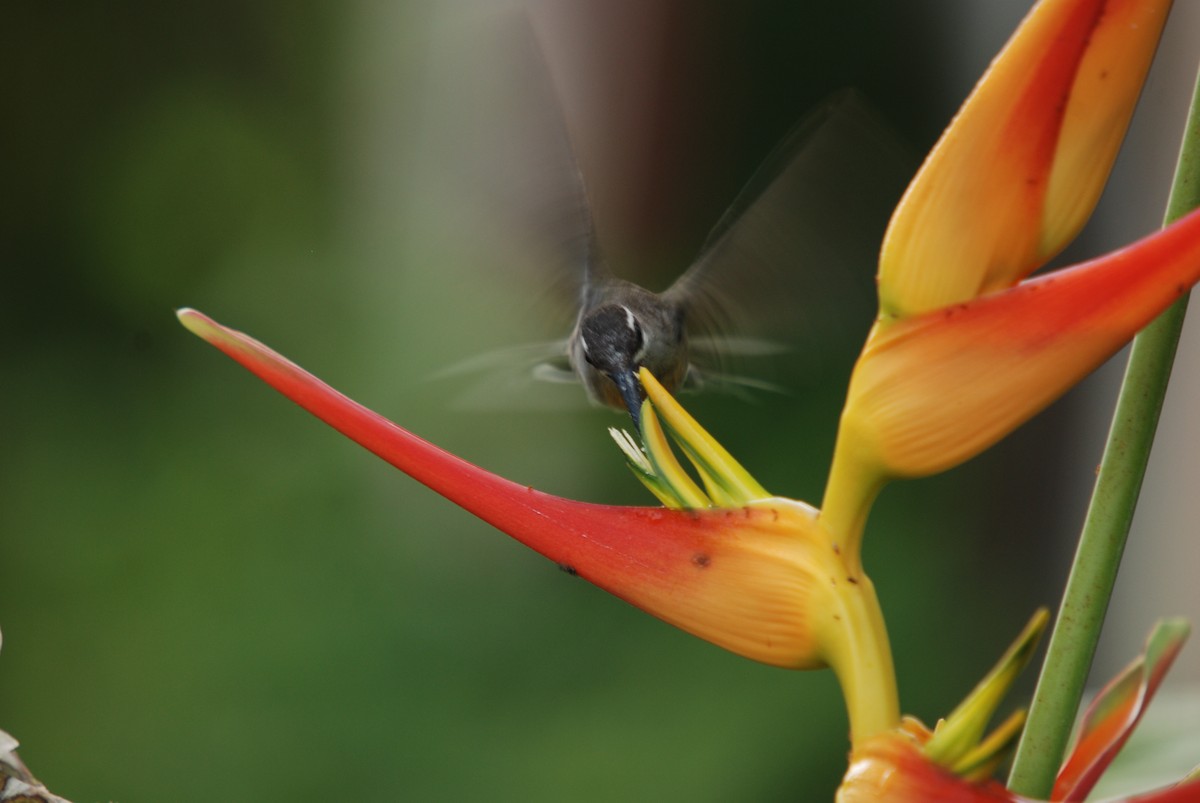 Sooty-capped Hermit - Juan Escudero