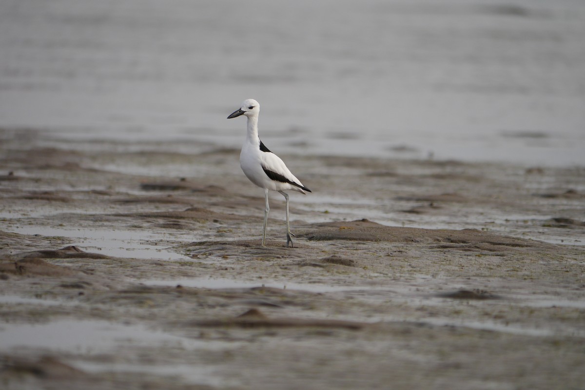 Crab-Plover - Mathieu MAHAMOUD ISSA