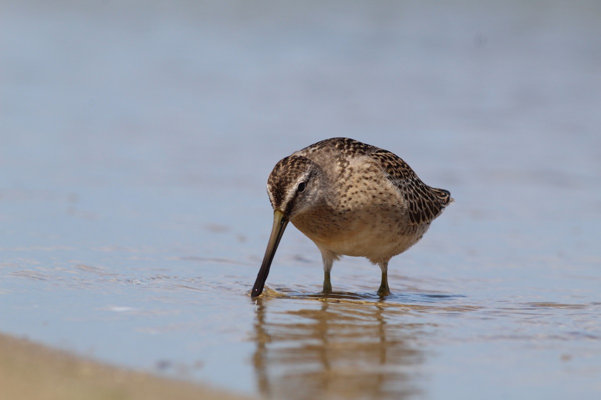 Short-billed Dowitcher - Lily Morello