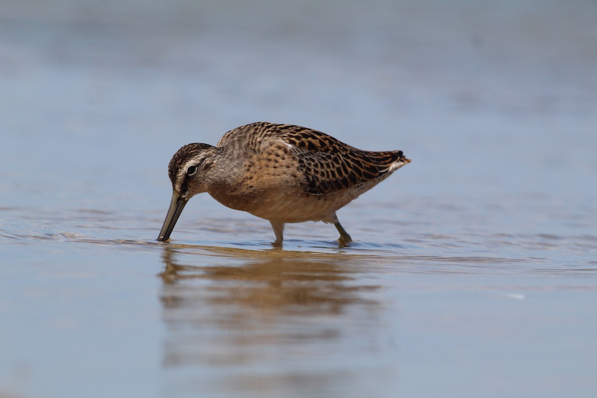 Short-billed Dowitcher - Lily Morello