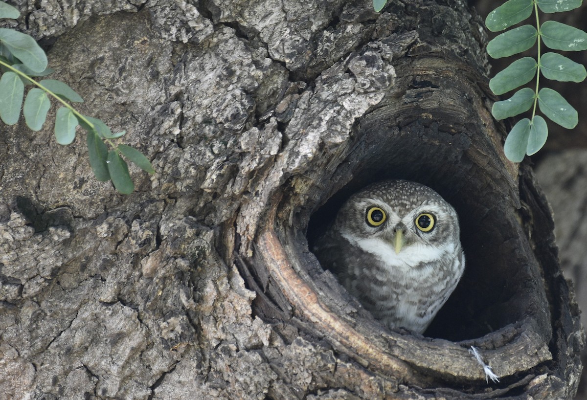 Spotted Owlet - ML257829211