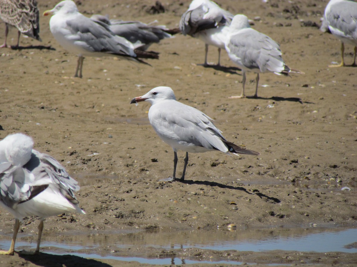 Audouin's Gull - ML257829241