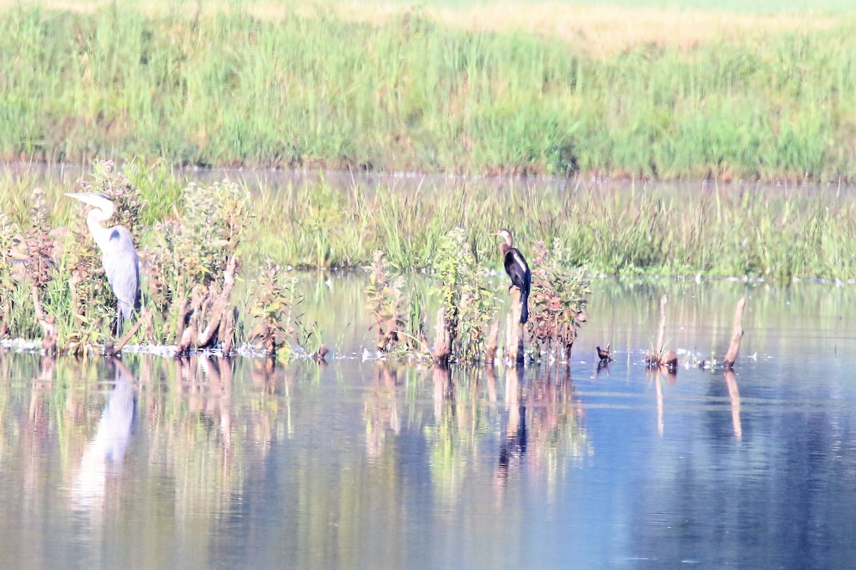 Anhinga d'Amérique - ML257829361