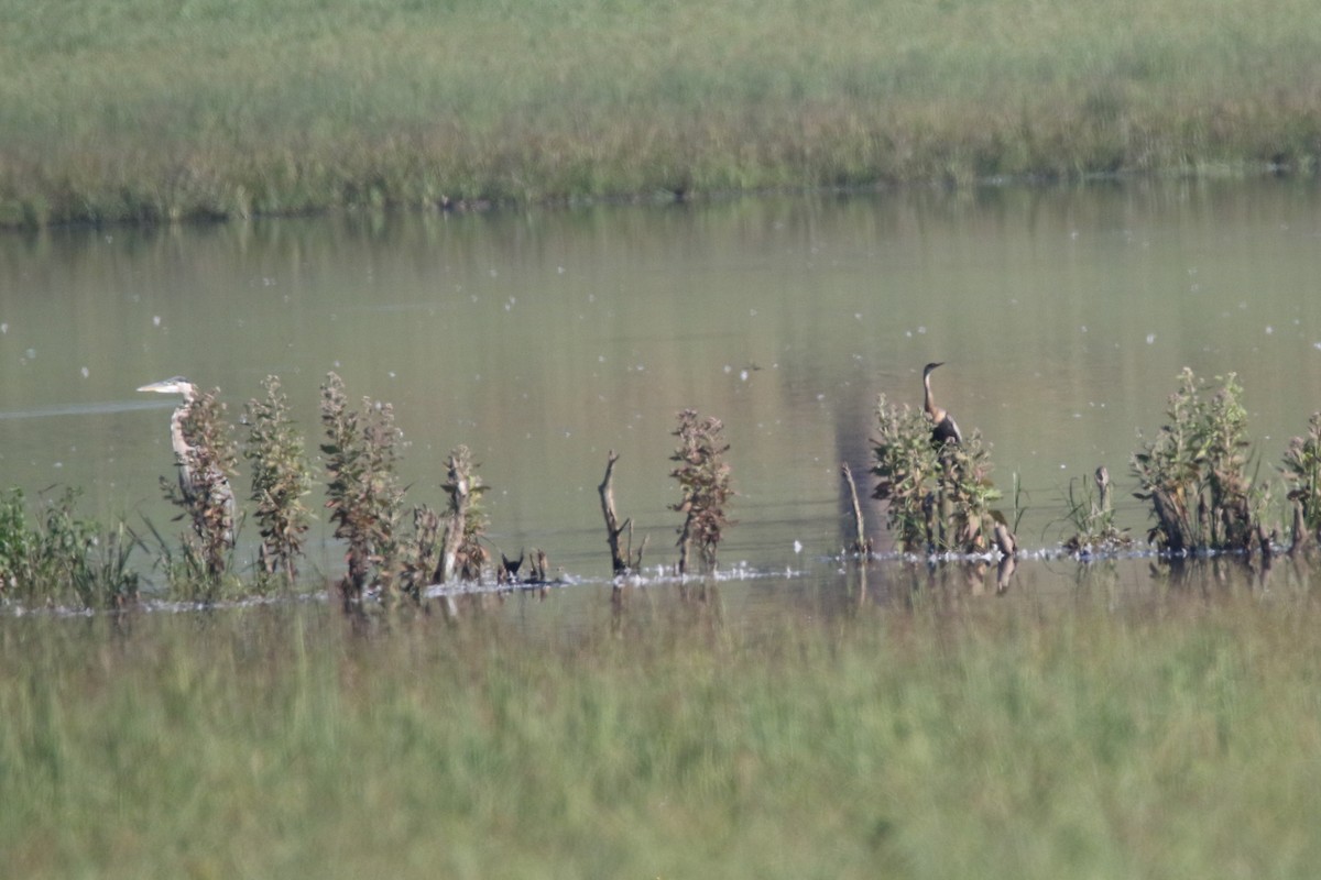 Anhinga d'Amérique - ML257829371