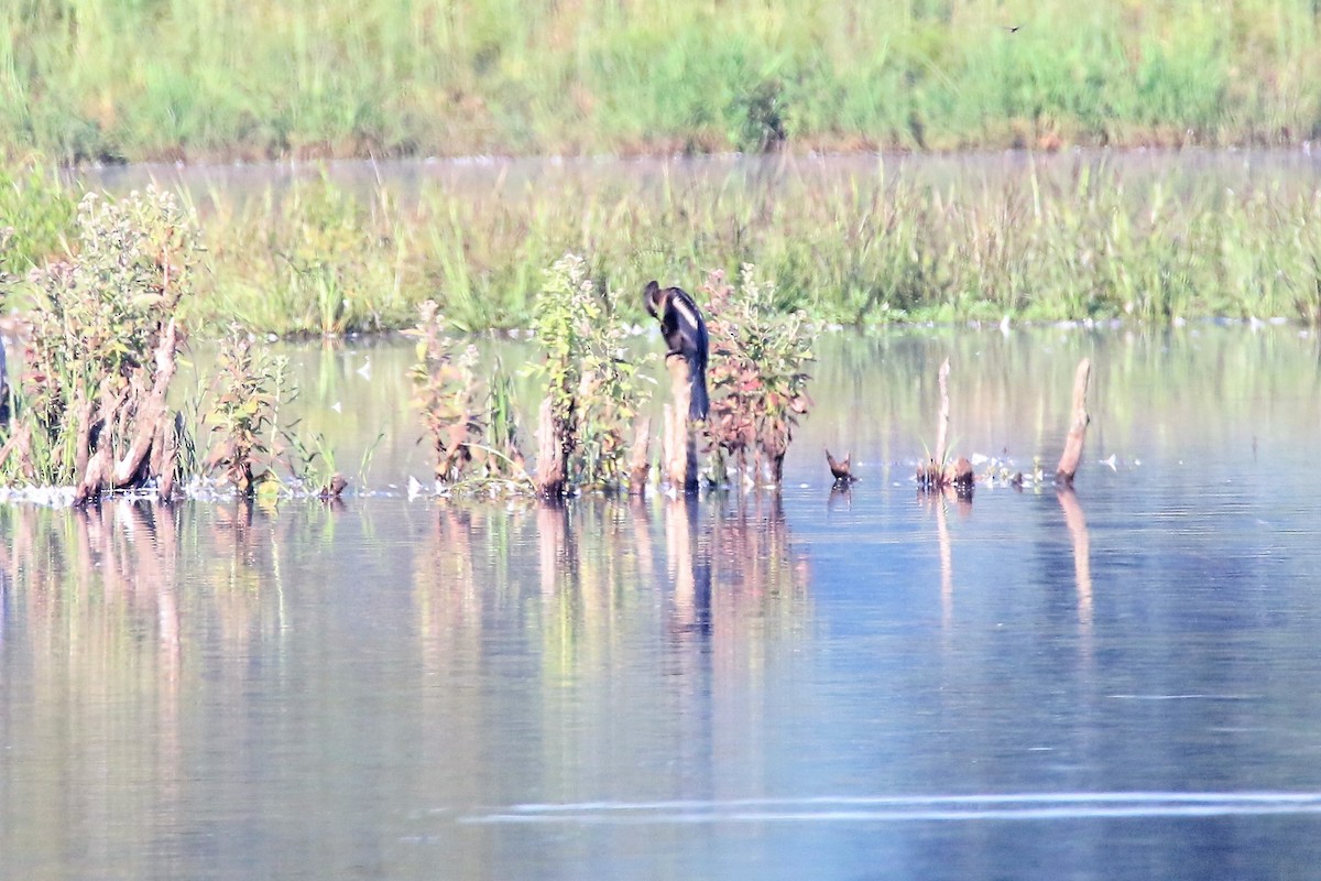 Anhinga d'Amérique - ML257829391