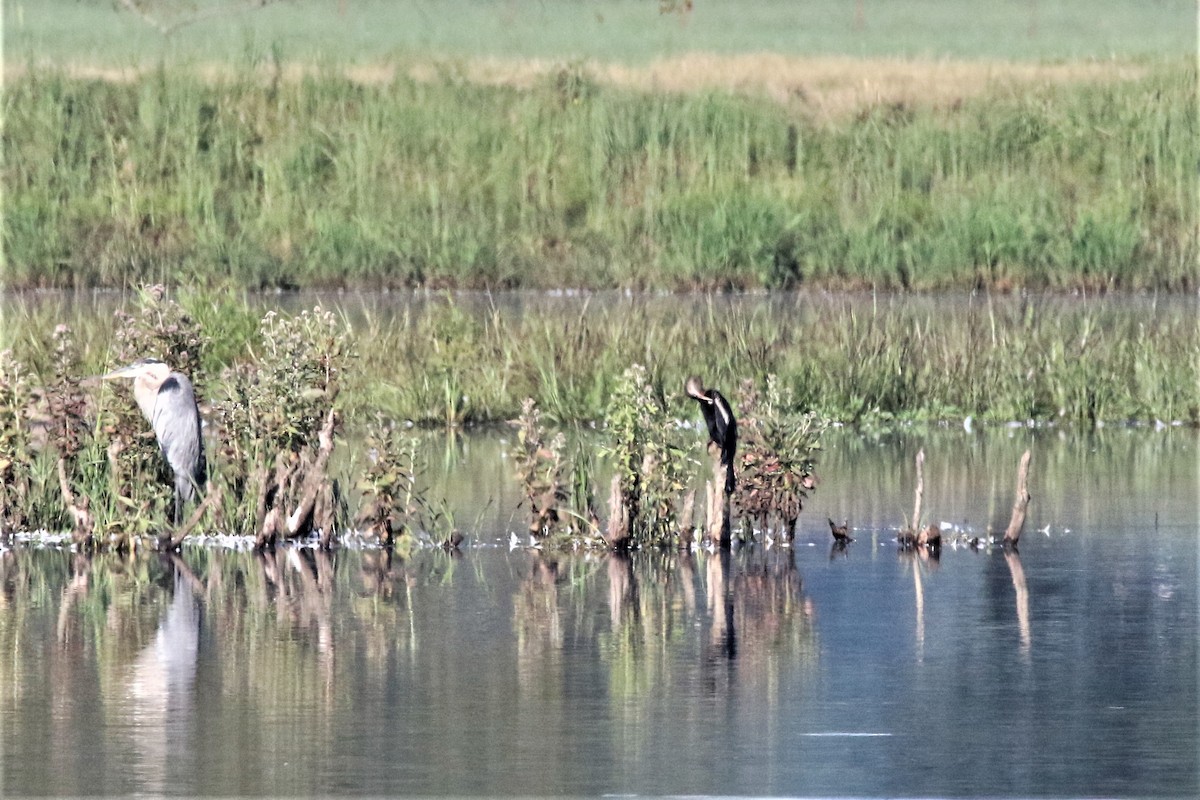 anhinga americká - ML257829401