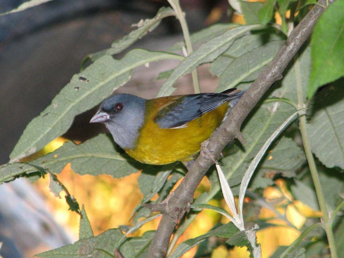 Patagonian Sierra Finch - ML257831081