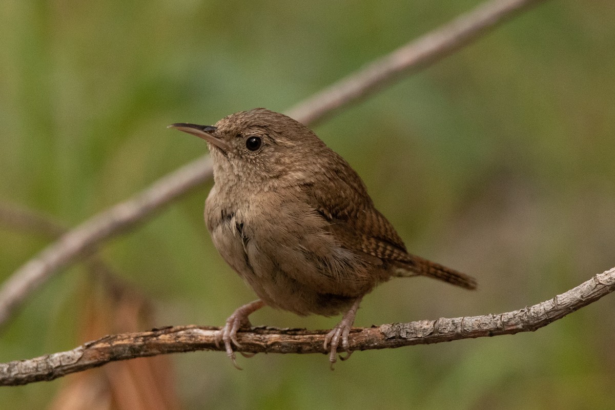 House Wren (Brown-throated) - ML257831641