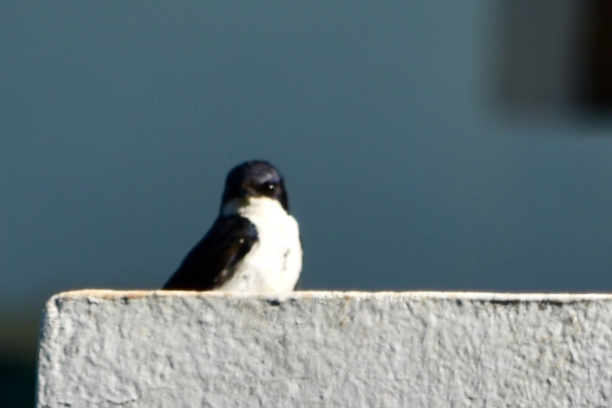 Blue-and-white Swallow - ML257832021
