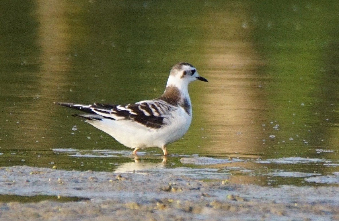 Gaviota Enana - ML257832931