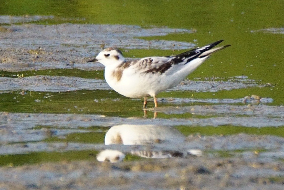 Little Gull - ML257832951