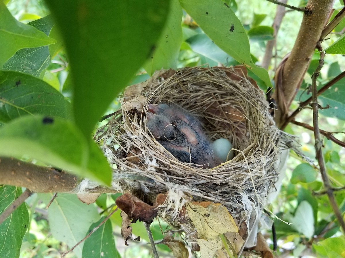 Blue Grosbeak - Ken Clark