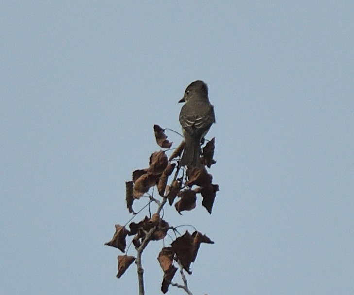 Olive-sided Flycatcher - ML257833731