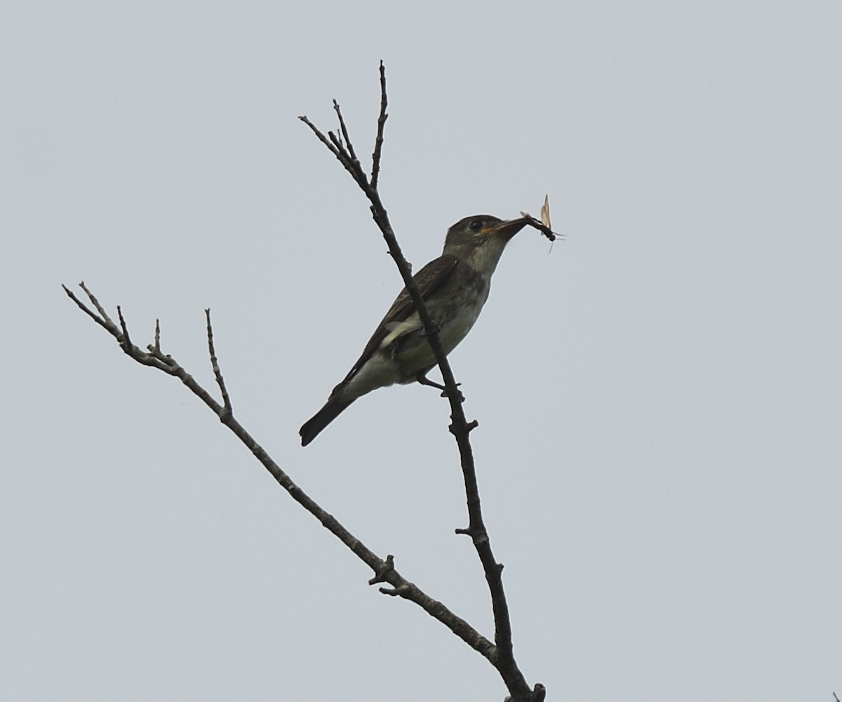 Olive-sided Flycatcher - ML257833761