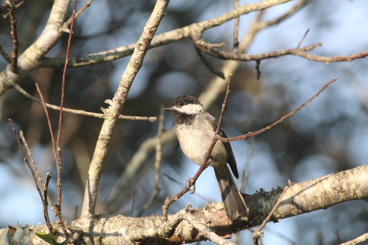 Black-capped Chickadee - Lily Morello