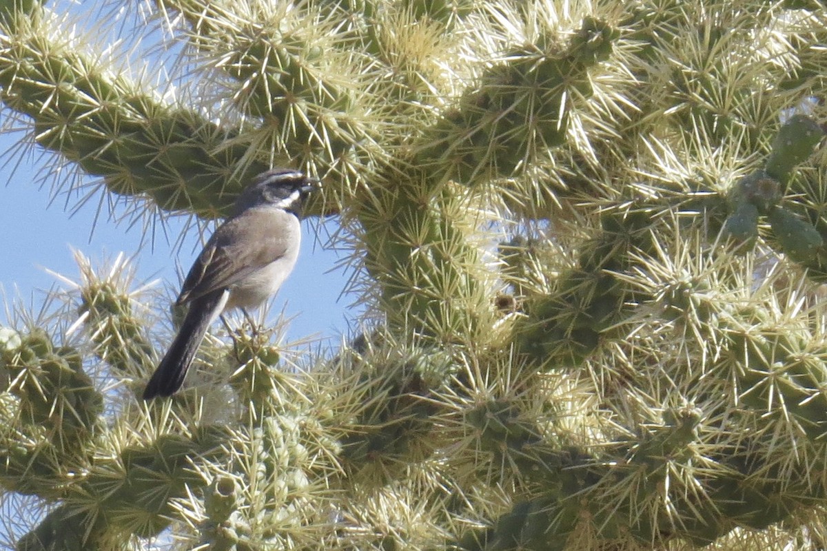 Black-throated Sparrow - ML25783431