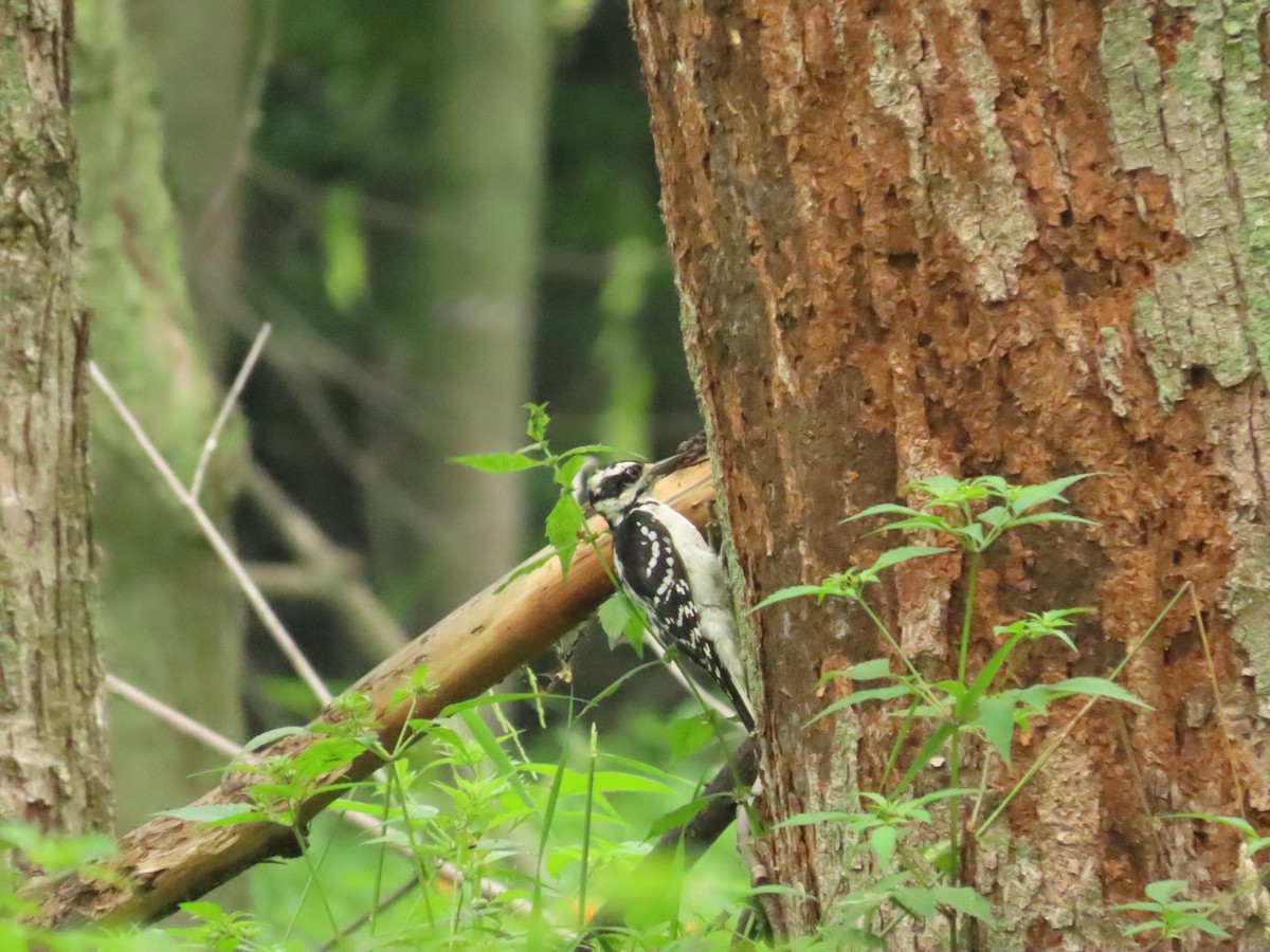 Hairy Woodpecker - Michel Bourassa (T-R)