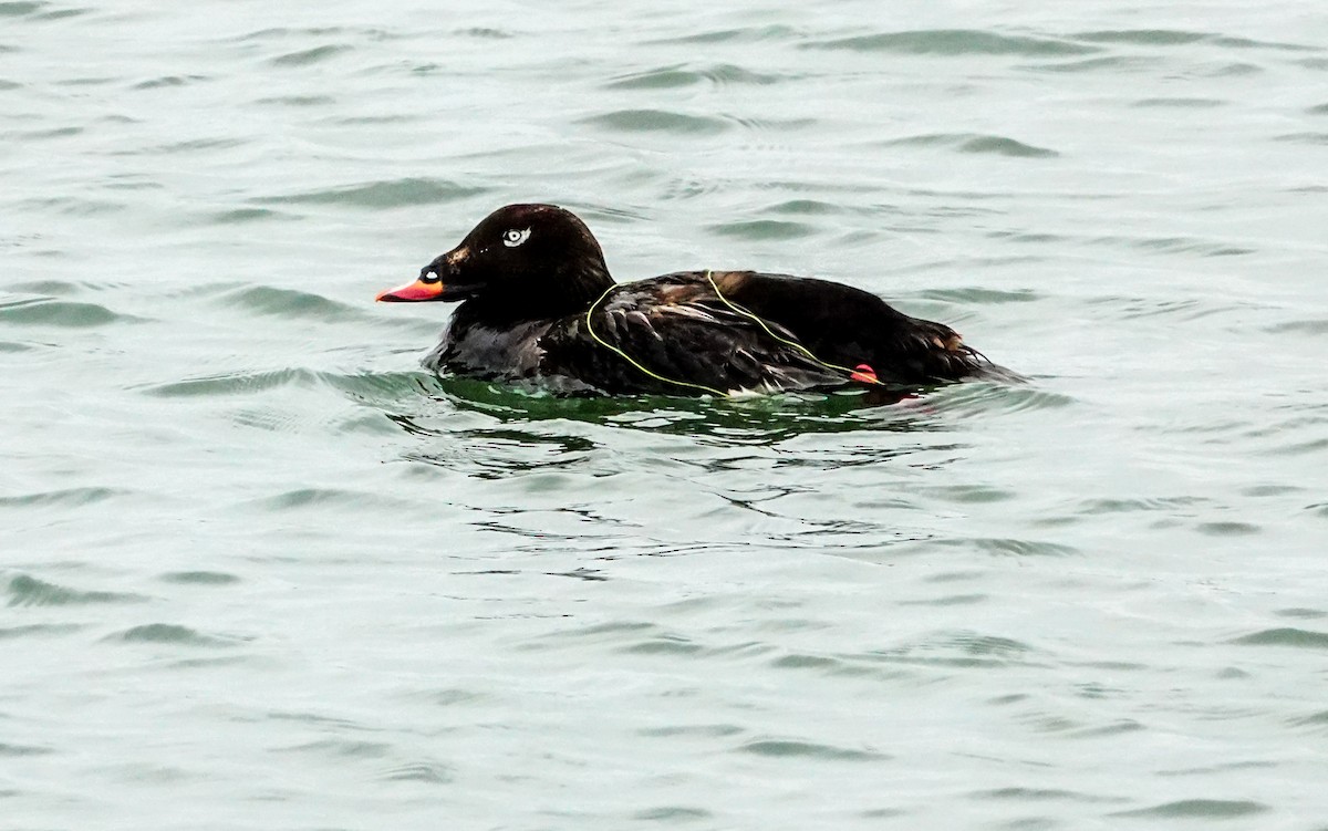White-winged Scoter - Gale VerHague