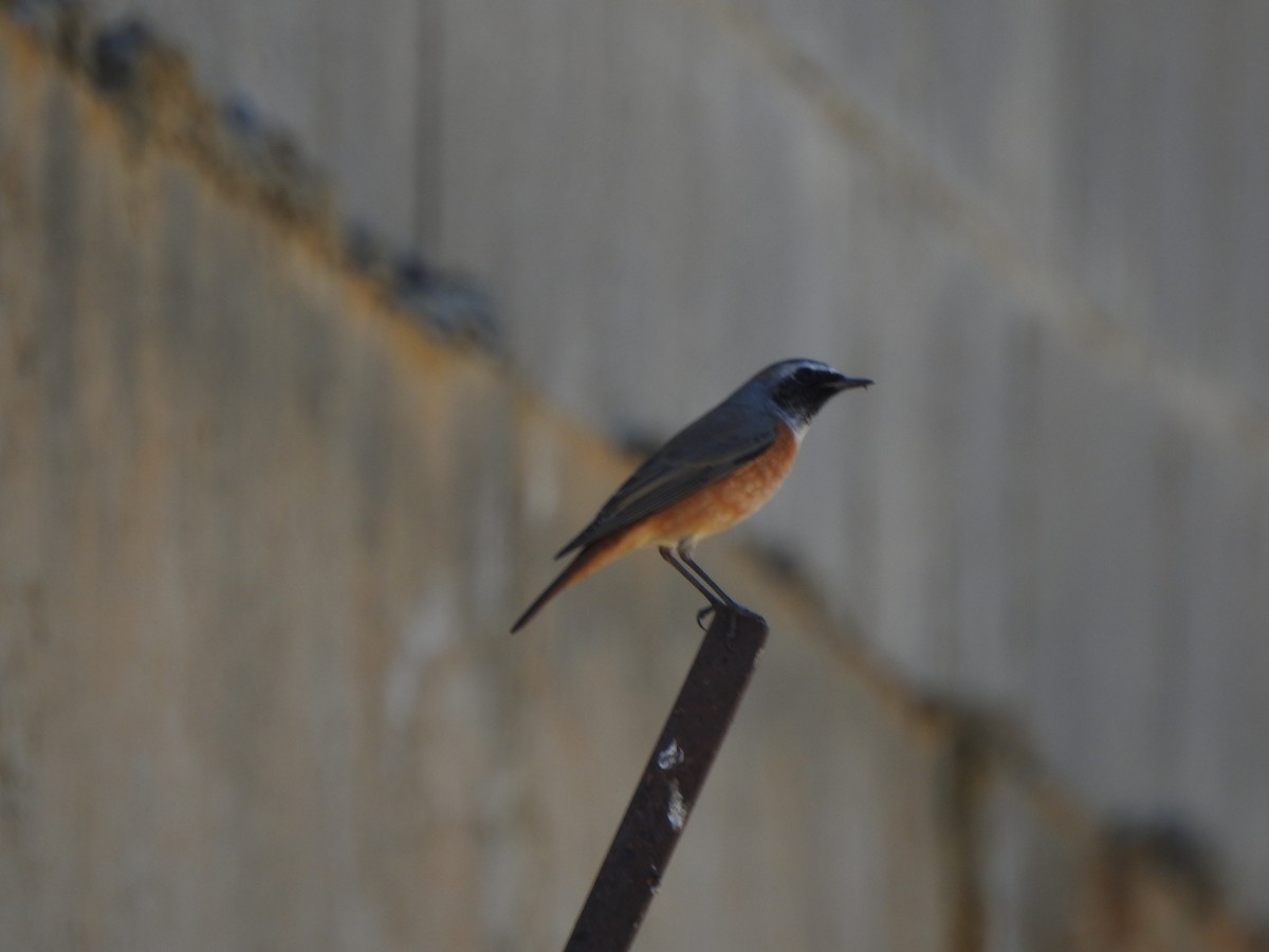 Common Redstart - ML257835911