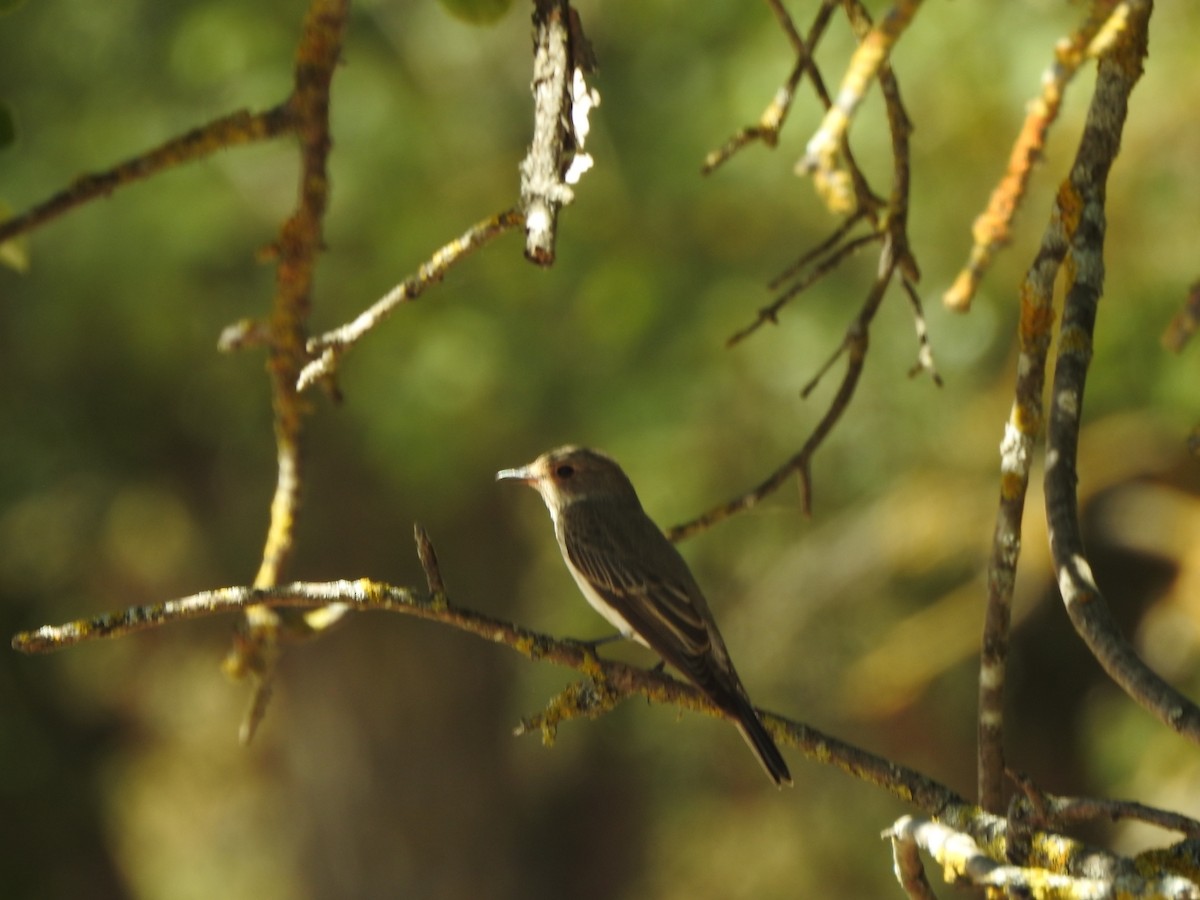 European Pied Flycatcher - ML257835951