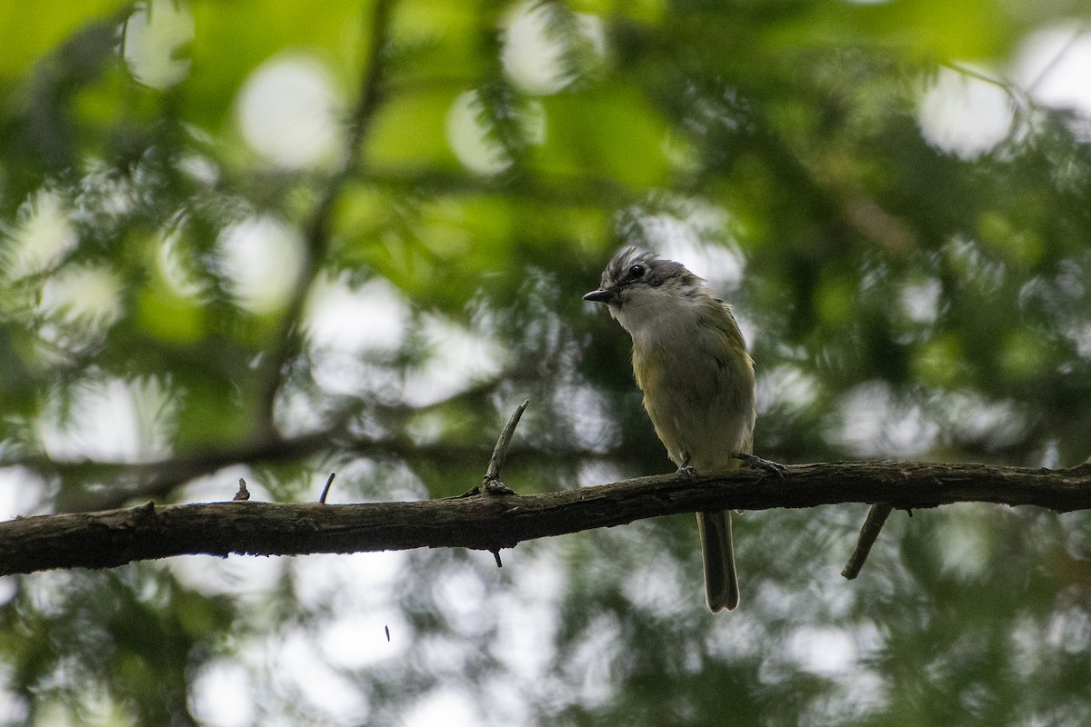 Blue-headed Vireo - ML257836191