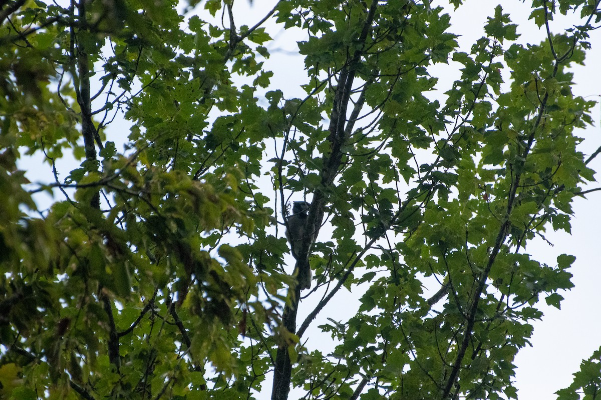 Blue Jay - ML257836201