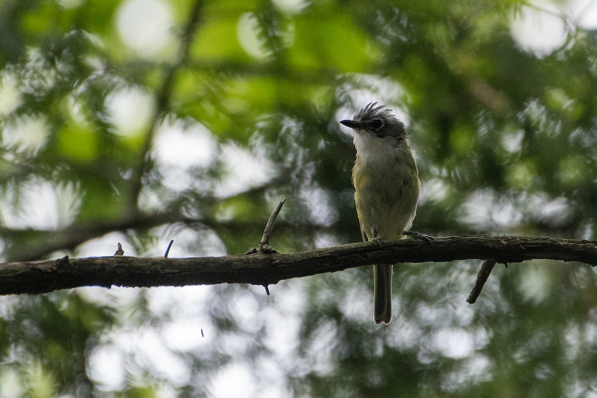 Blue-headed Vireo - ML257836221