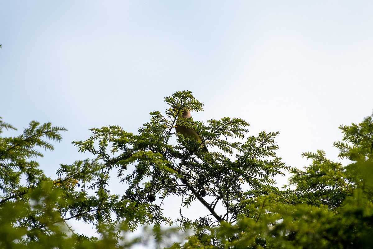 Cedar Waxwing - ML257836381