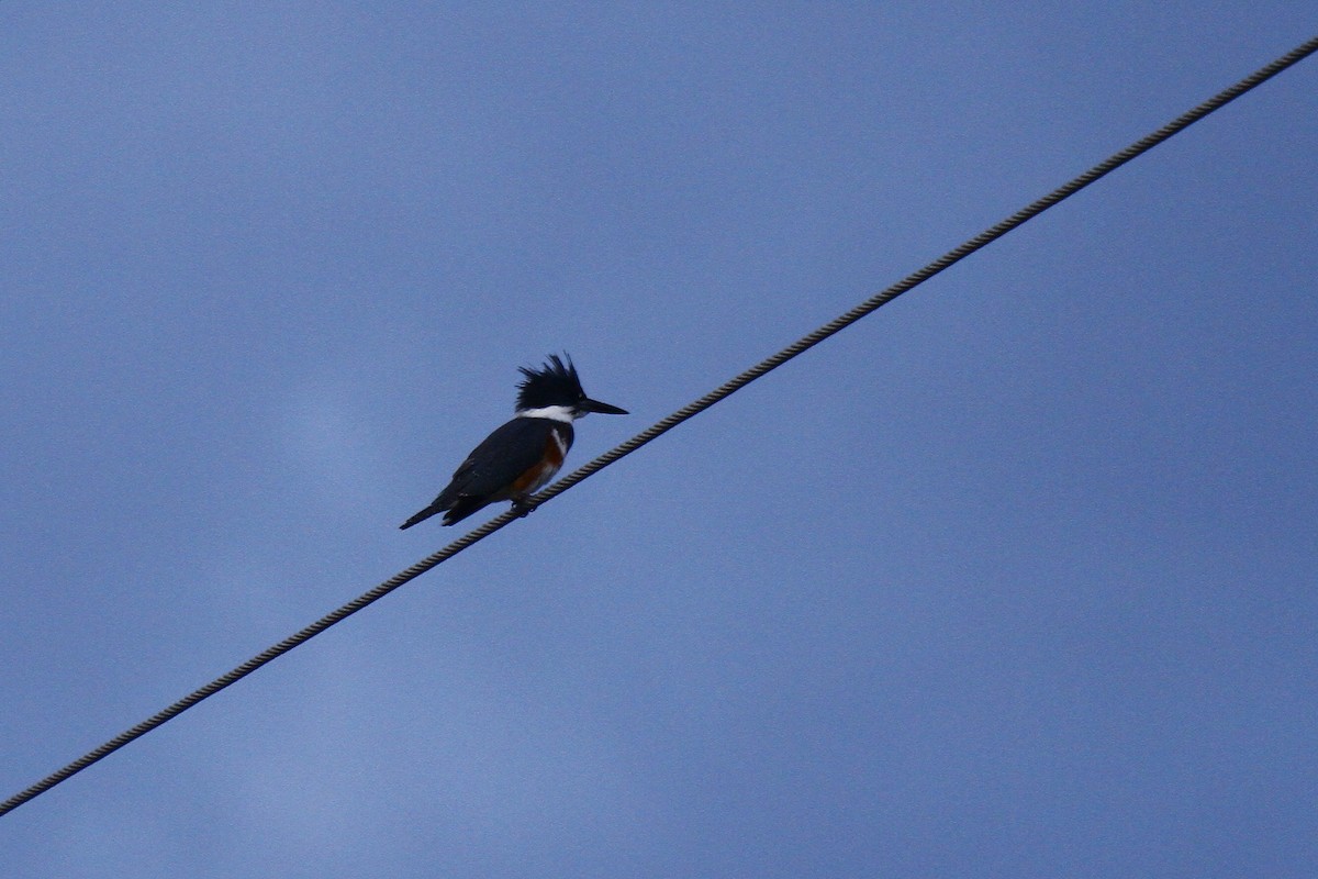 Belted Kingfisher - ML25784251