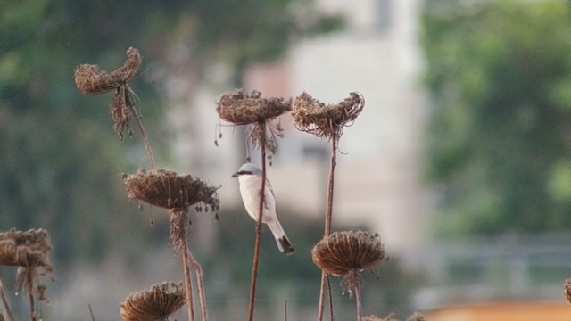 Red-backed Shrike - ML257842611