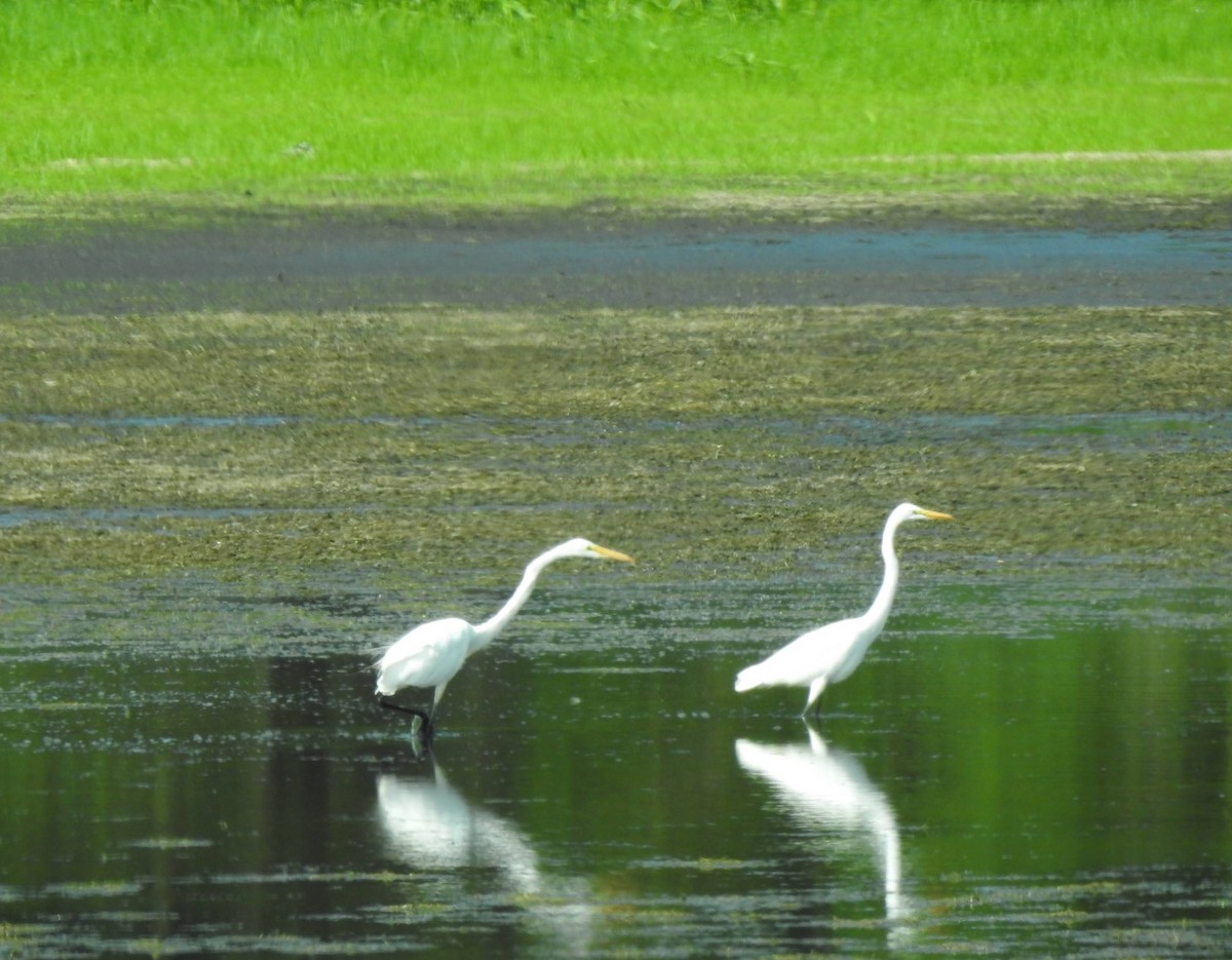 Great Egret - Liren Varghese