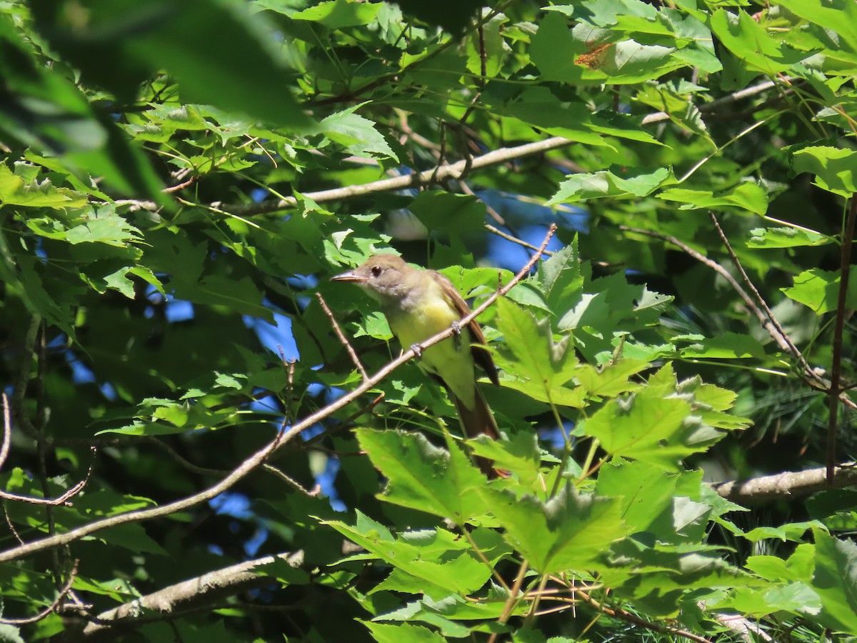 Great Crested Flycatcher - ML257845041