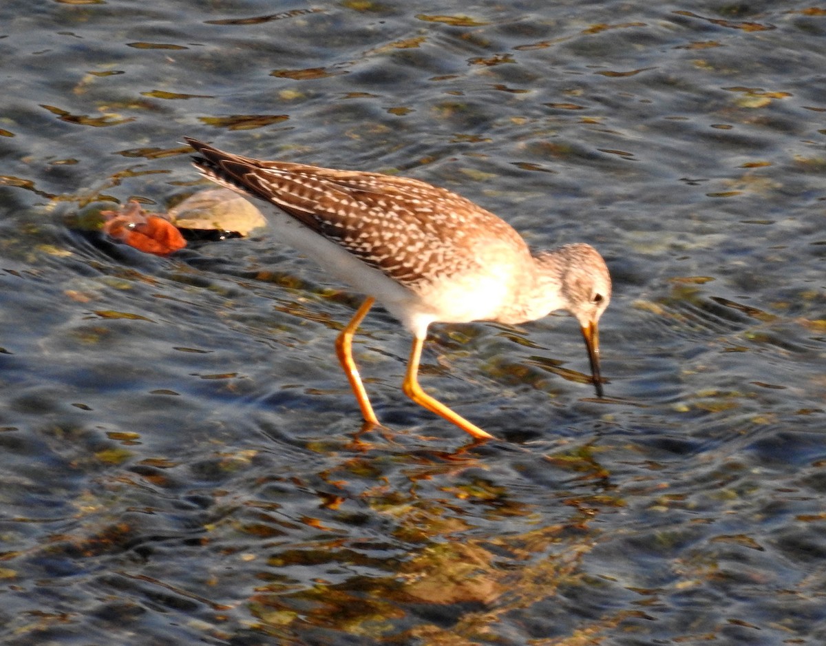 Lesser Yellowlegs - ML257849131