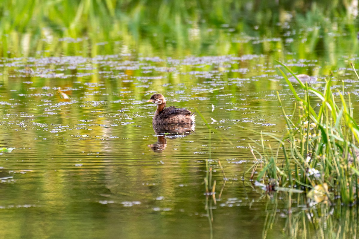 Pied-billed Grebe - Jacob Owings