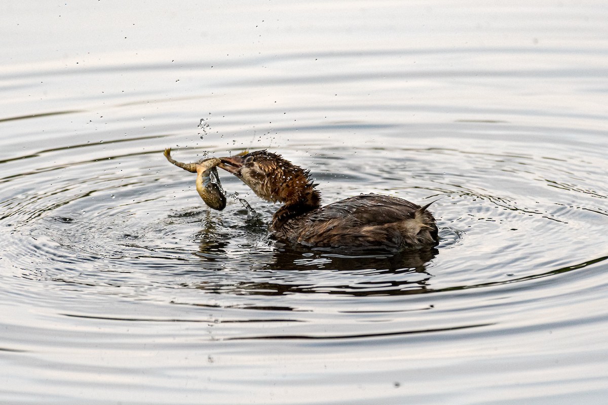 Pied-billed Grebe - Jacob Owings