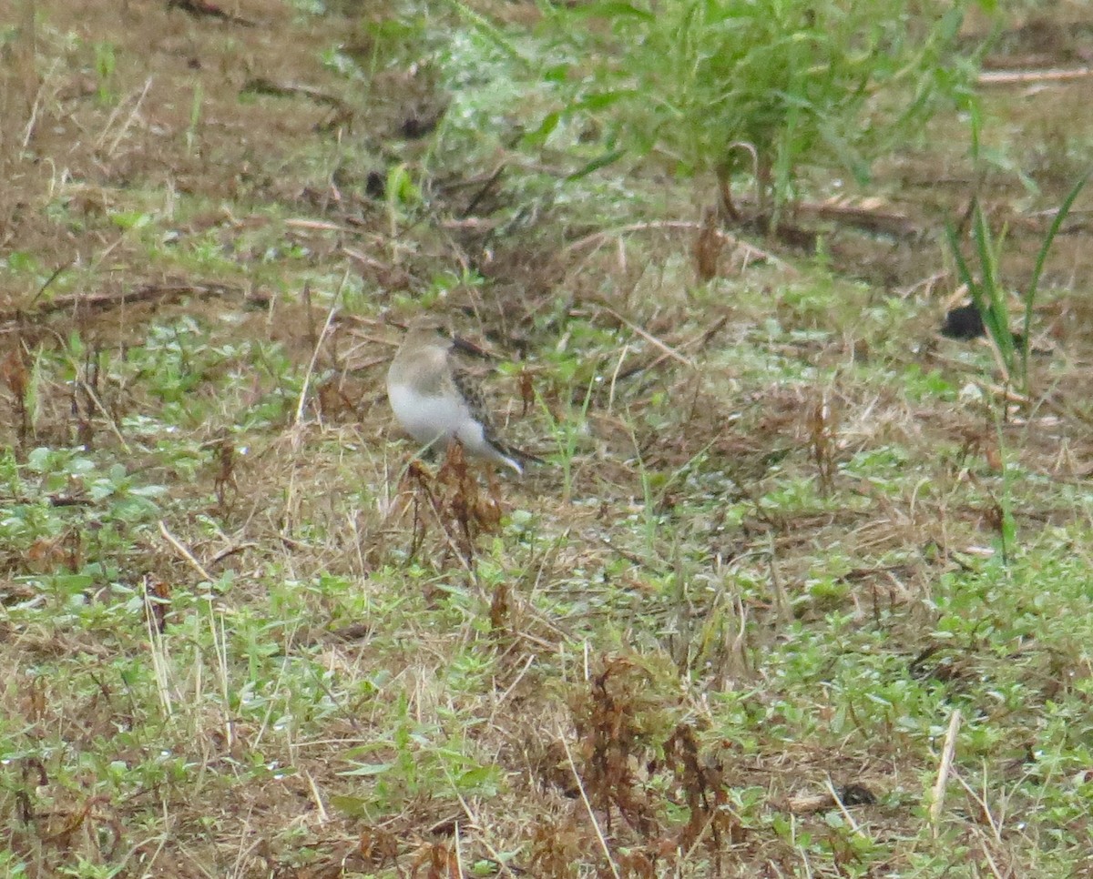 Baird's Sandpiper - ML257850431