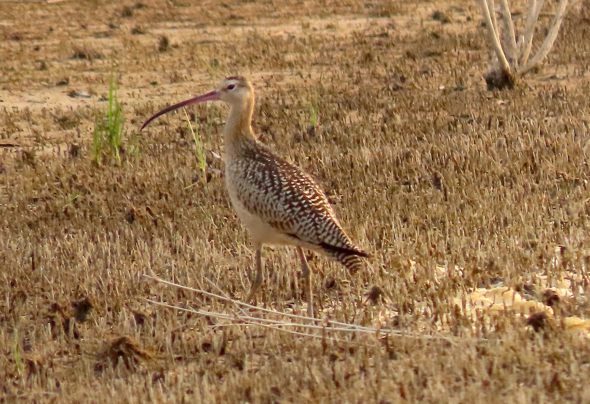 Long-billed Curlew - ML257850521
