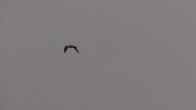 Long-billed Curlew - ML257850531