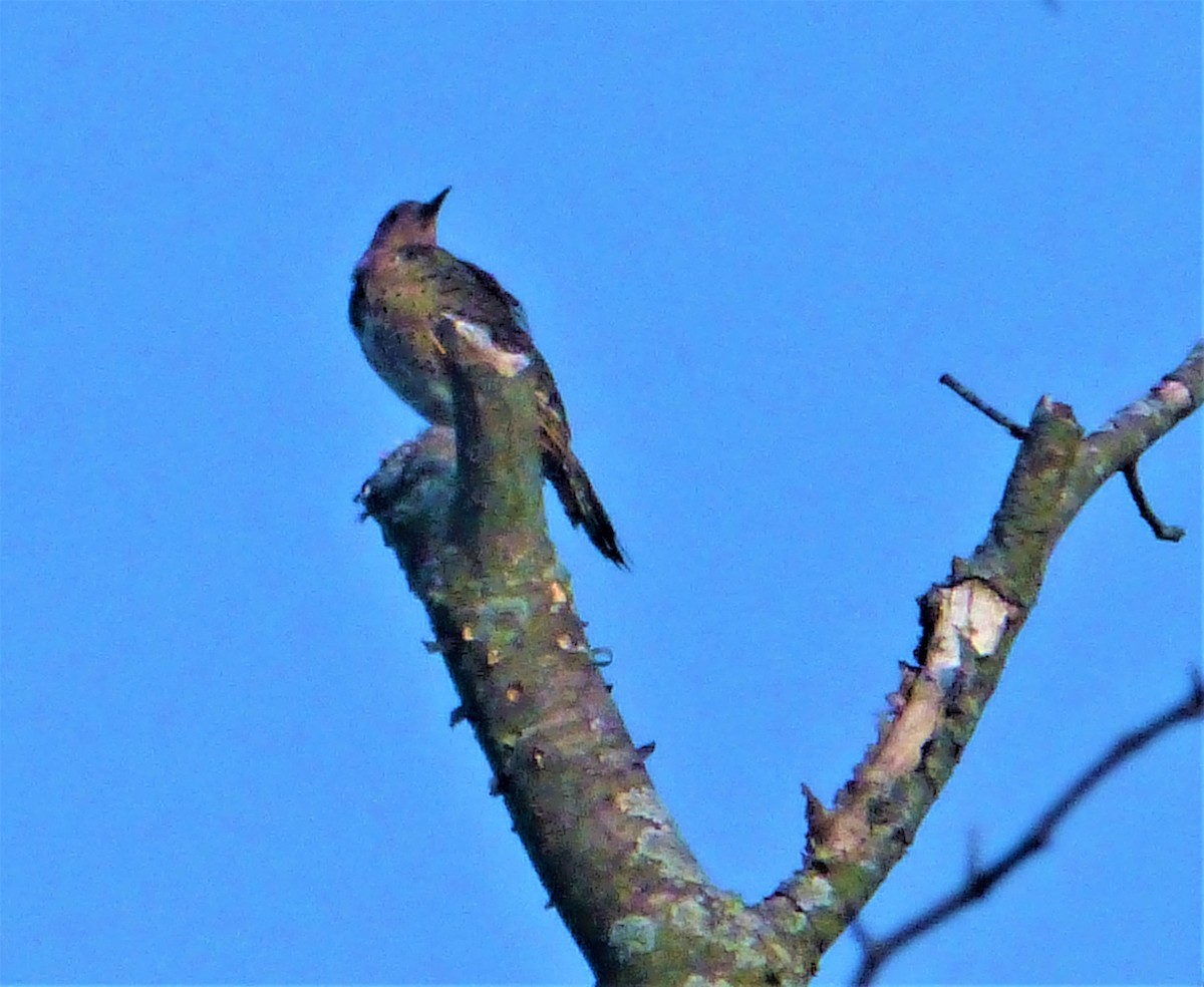 Northern Flicker (Yellow-shafted) - ML257850581