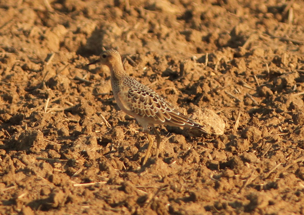 Buff-breasted Sandpiper - ML257853051