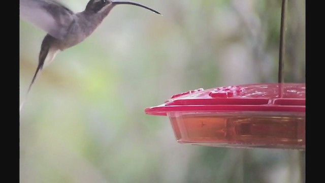 Long-billed Hermit - ML257853411