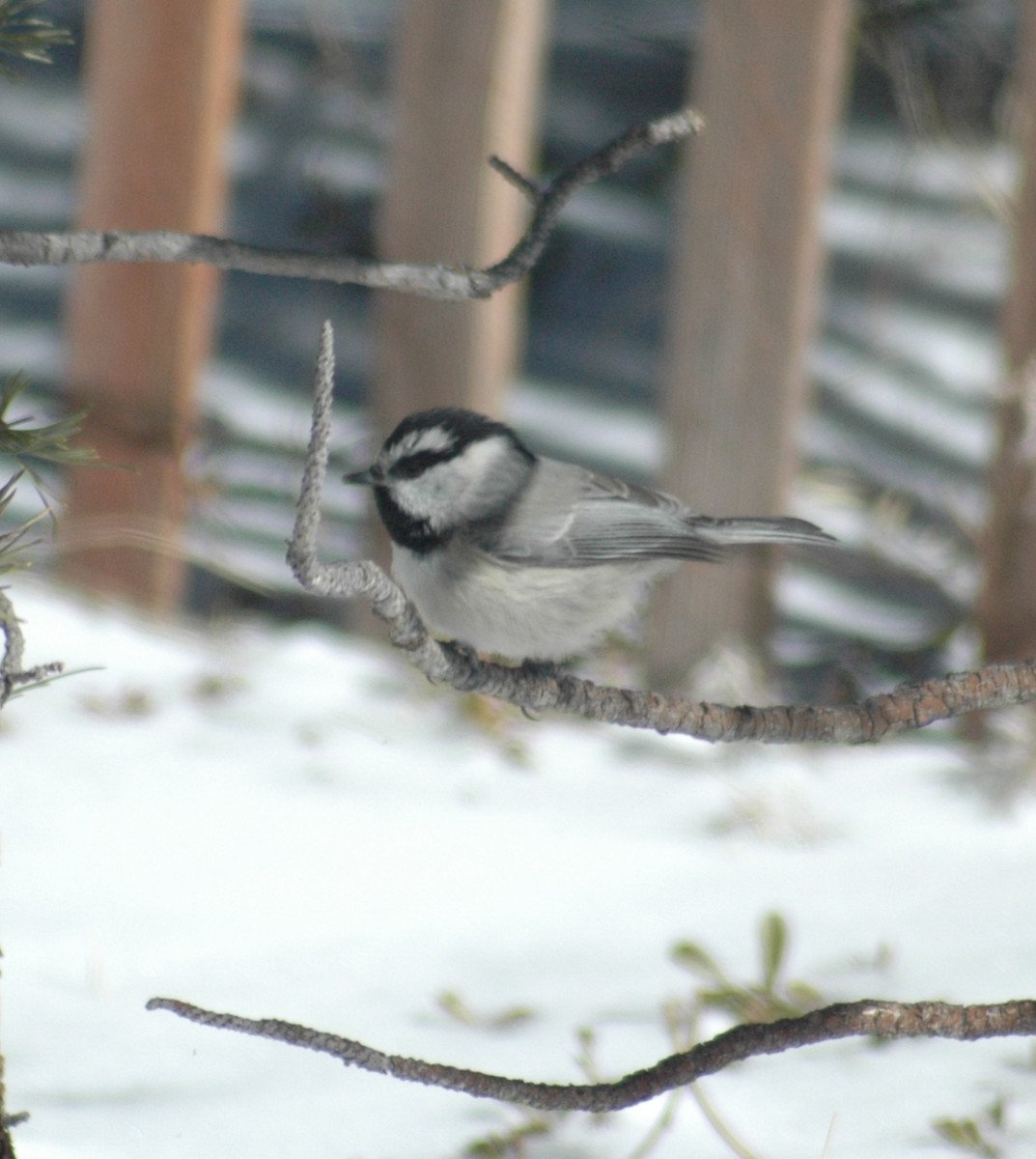 Mountain Chickadee (Rocky Mts.) - ML257854591