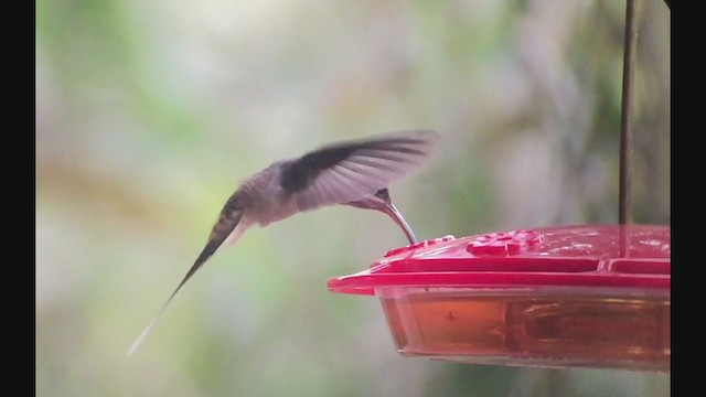 Long-billed Hermit - ML257856231