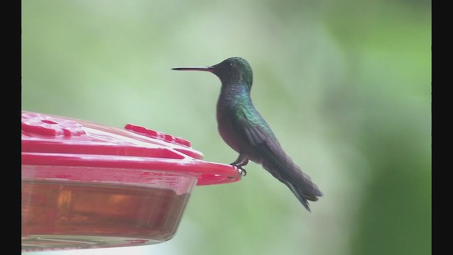 Blue-chested Hummingbird - ML257856961