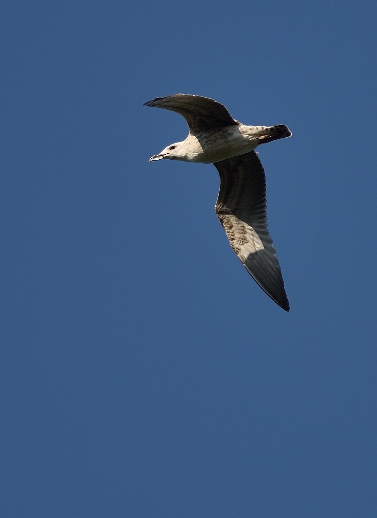 Yellow-legged Gull - ML257857051