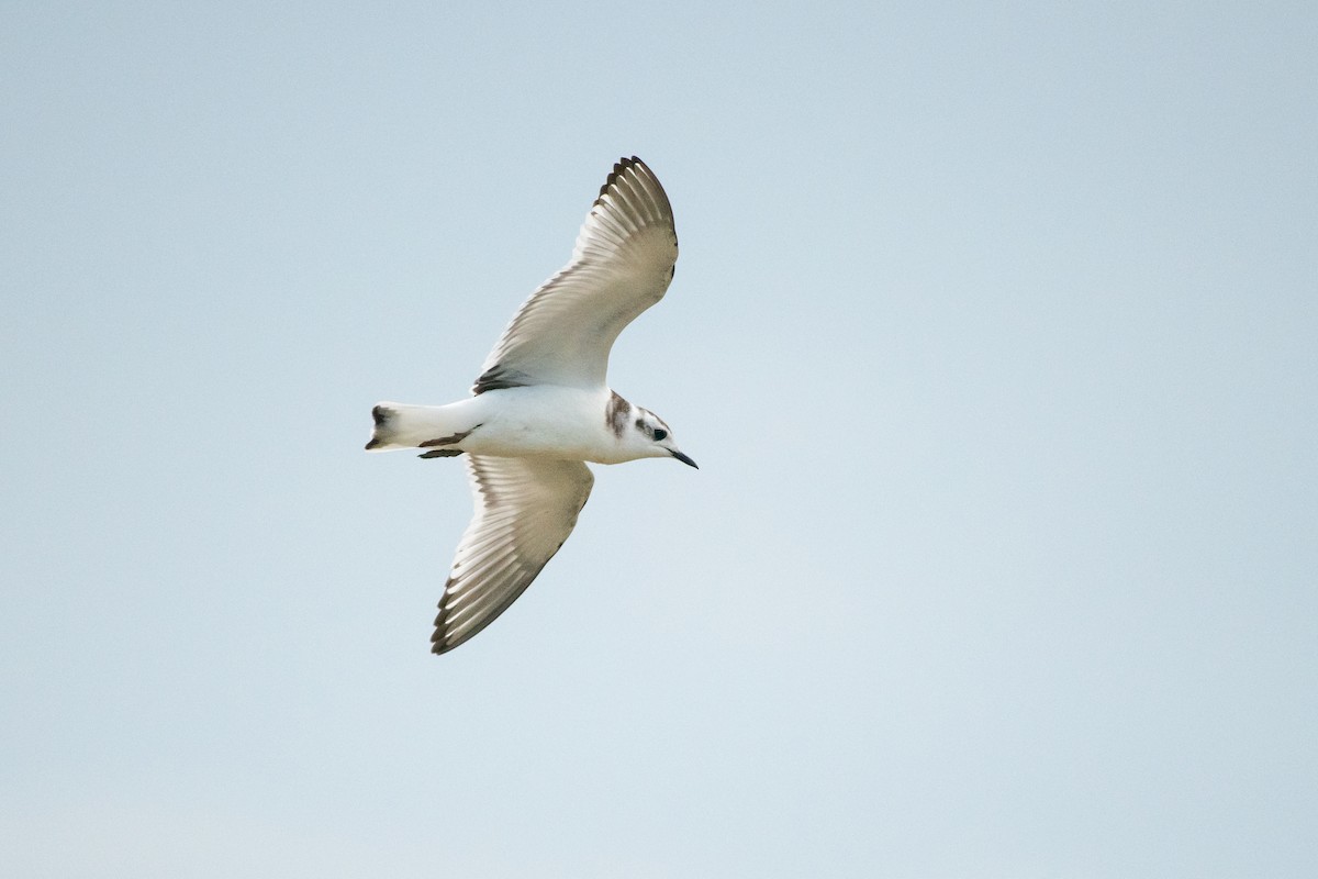 Little Gull - ML257857691