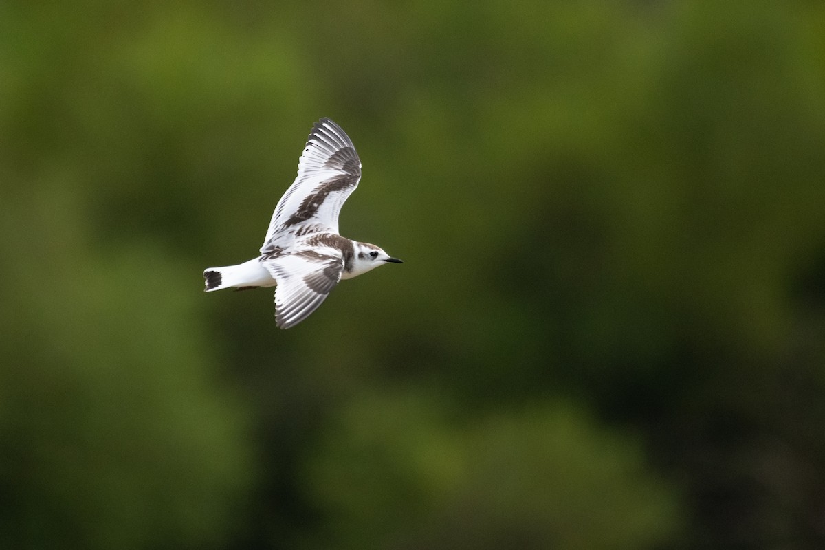 Little Gull - ML257857721