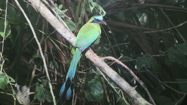 Rötelbauchmotmot - ML257857821