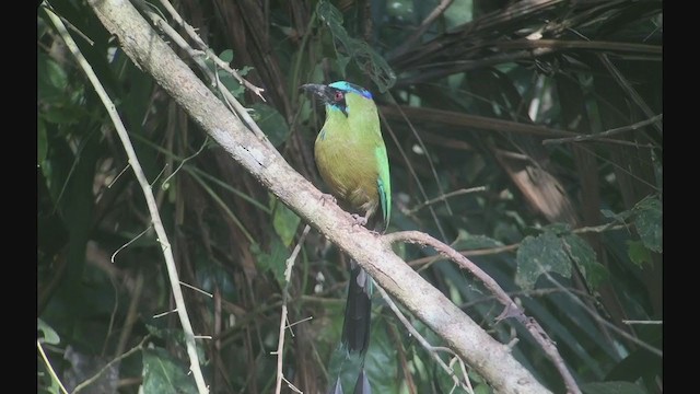 Motmot caraïbe - ML257859311